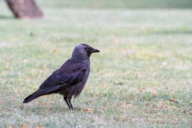 Eski bir İngiliz mezarlığındaki kısa yol çimlerinde akıllı kapüşonlu bir karganın yakın çekimi, arka plandaki çürük eski bir mezar taşına karga bakışı sabitlenmiş. Minimalist vintage tarzı