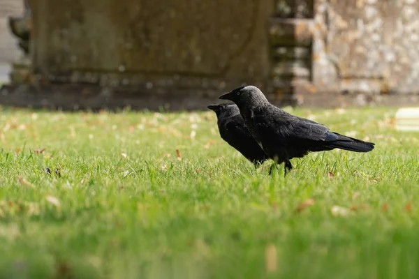 一张现实的照片 是在草地上的一对黑色乌鸦 鸟儿在一个古老的石头墓碑的背景下同步快速地移动 整洁的草 — 图库照片