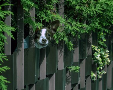 Kafasını çite sokan sevimli bir köpek. Köpek, kahverengi kürkü ve beyaz göğsü olan küçük bir cins. Köpeğin gözleri geniş ve meraklıdır ve dünyaya heyecanla bakar..