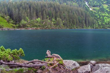 Polonya 'daki küçük sakin göl Morskie Oko, yağmurlu bir günde etrafı çam ağaçlarıyla çevrili. Su sakin ve ağaçları yansıtıyor. Huzur ve sükunet hissi yaratıyor. Doğa ya da rahatlama teması