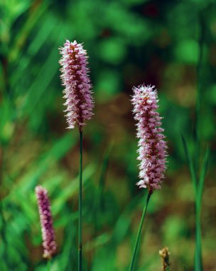 Mor bir sardunya çiçeğinin üzerinde polen toplayan bir arı. Çiçeğin beş taç yaprağı ve bir sarı merkezi vardır. Arka plan yeşil ve bulanık, doğanın güzelliği ve tozlayıcıların önemi