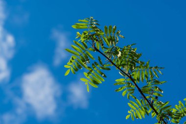 Yağmur damlaları, açık beyaz bulutlu mavi bir gökyüzünün arka planında, güneş ışığıyla aydınlatılan bir ağaç dalının yeşil yapraklarında parlar. Doğanın güzelliğini yakalamak