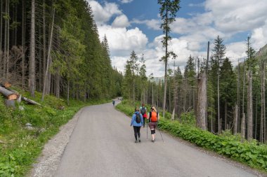 Turistler, Polonya Tatras Ulusal Parkı 'nda bulutlu bir gökyüzünün altında dolambaçlı bir orman yolunda maceraya atılıyorlar. Uzun kozalaklı ağaçlar yolculuklarına nefes kesici bir zemin sağlar.