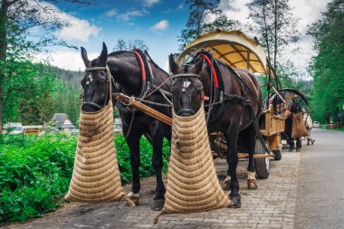 Polonya Tatras Ulusal Parkı 'ndaki Morskie Oko Dağı yolundaki turistler için at arabası. Yoğun ormanlarda ve yüksek zirvelerde, çarpıcı vahşi yaşam manzaraları olan manzaralı bir yolculuk.