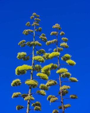 Güzel uzun agave bitkileri, ayın arka planında çiçek açan gövdeler arasında bir arı. Açık havada güneşli bir yaz gününde arılar ve çiçek açan agave bitkileri. Minimalist bir kavram. Yukarı bakıyorum.