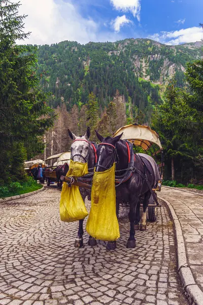 Two black horses and a covered wagon on a road in the forest in the Polish Tatras National Park. The carriage is on a cobblestone road in a mountainous area with trees and blue sky