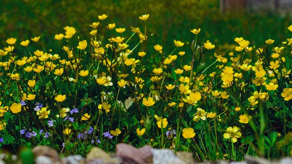 Serene Scene Simple Natural Beauty Yellow Ranunculus Flowers Purple Flowers — Stock Photo, Image