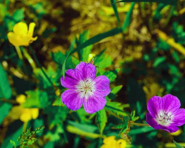 Όμορφο Μωβ Λουλούδι Άγριου Γερανίου Γύρη Στο Φως Του Ήλιου — Φωτογραφία Αρχείου