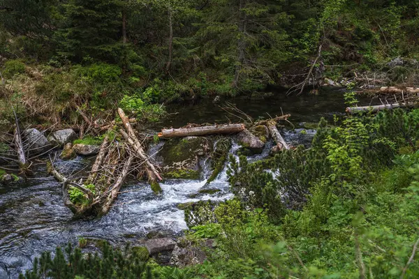 Nahaufnahme Des Fließens Eines Gebirgsflusses Durch Große Bemooste Steine Stämme — Stockfoto