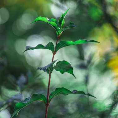 Yaprağın karmaşık damarlarını ve dokusunu bulanık bir bokeh arka planda gösteren yeşil bir yaprağın yakın çekimi. Işık yaprağı delip, güzel bir desen oluşturuyor. Doğa, büyüme ya da mevsim kavramı