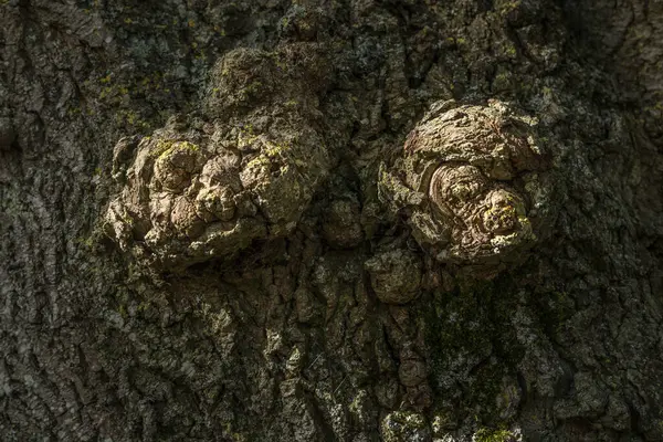 A close up of two tree burls on a rough bark. Growth on the bark of a tree. Cancer. This photo can be a concept for nature, growth, aging, or texture
