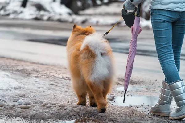 Soğuk bir günde elinde pembe bir şemsiyeyle tüylü, turuncu ve beyaz bir Pomeranya Spitz köpeğini tasmayla gezdiren bir insan. Farklı hava koşullarında evcil hayvan bakımı konsepti olabilir.