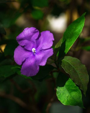 Beyaz merkezli ve narin yapraklı canlı mor bir çiçeğin yakın plan fotoğrafı, yemyeşil yaprakların üzerine kurulmuş. Doğa severler, tasarımcılar ve pazarlamacılar için mükemmel. Dikey çerçeve