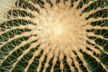 Kaktüs omurgasının yakın plan fotoğrafı. Canlı yeşil renkler ve zıt dokular görsel olarak çarpıcı bir görüntü oluşturuyor. Arka planlar ve duvar kağıtları. Ögeleri ve dokuları tasarla