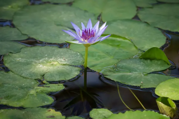 stock image purple lotus flower in a pond is perfect for adding a touch of nature and serenity to any project. The flower is in full bloom, with its delicate petals unfurling gracefully, peace and tranquility