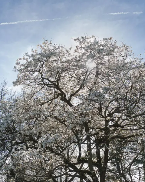 stock image The magnolia tree is in bloom, its white flowers contrasting beautifully with the clear blue sky and sun. The branches of the tree reach to the heavens, symbolizing growth, aspiration, new beginnings