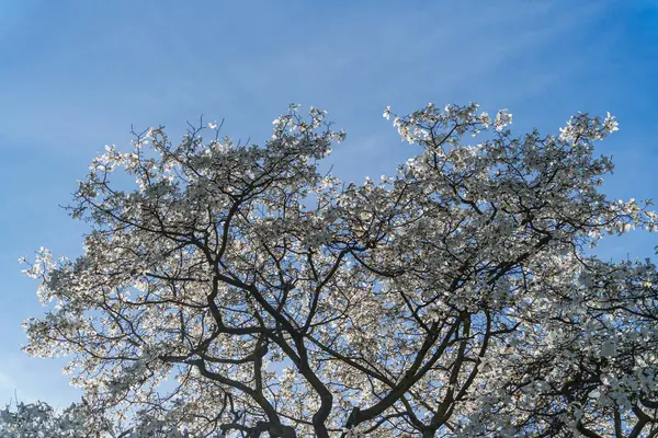 stock image A large magnolia tree is in bloom, its white flowers contrasting beautifully with the clear blue sky. The branches of the tree reach to the heavens, symbolizing growth, aspiration, and new beginnings