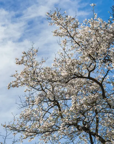 stock image The magnolia tree is in bloom, its white flowers contrasting beautifully with the spring sky. The branches of the tree reach to the heavens, symbolizing growth, aspiration, and new beginnings