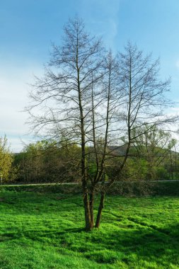 Sessiz baharda yalnız bir ağacın görüntüsü, zorluklar karşısında azim ve güç hissi uyandırır. Çevresel koruma, sürdürülebilirlik, doğanın gücü gibi kavramlar.