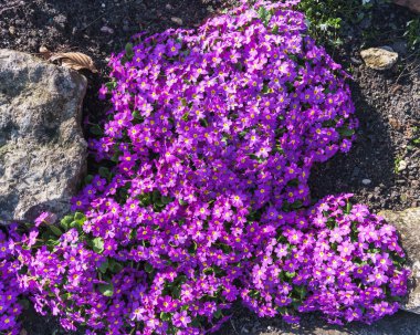 Engebeli kayaların arasında çiçek açmış bir demet mor çiçek. Zıt dokular ve renkler doğal güzellik ve dayanıklılık saçan büyüleyici bir sahne yaratıyor.