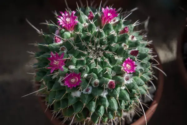 stock image Bright pink cactus flowers bloom on spiny mammillaria. A close-up of the delicate petals contrasting with the sharp reddish-brown spines represents the resilience of nature and the harmony of colors