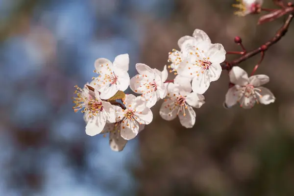 Çiçek açmış bir kiraz çiçeğinin yakın plan fotoğrafı. Yapraklar yumuşak pembe bir renk, ve erkeklik organları parlak sarı. Çiçek yeşil yapraklarla çevrilidir.