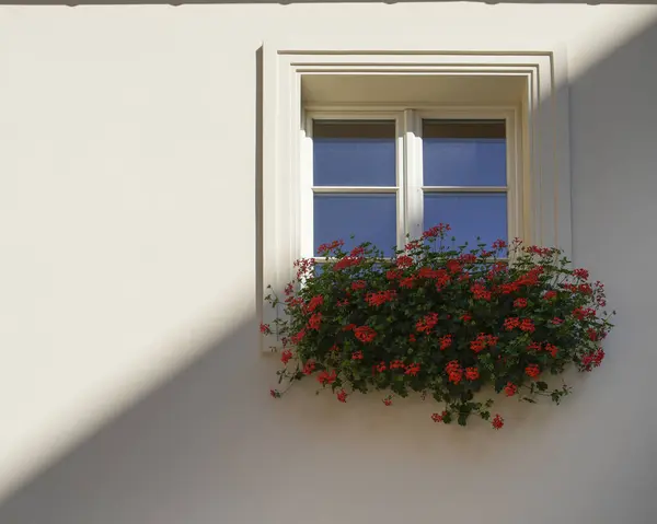 Beyaz çerçeveli bir pencere ve minimalist bej bir duvara yaslanmış kırmızı sardunyalarla dolu bir çiçek kutusu. Bu basit ama zarif mimari detay biraz doğa ve renk katıyor.