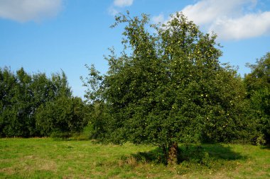 Olgun meyvelerle dolu parlak bir elma ağacı güneşli bir çayırda duruyor dalları açık mavi gökyüzüne ulaşıyor. Doğanın güzelliği, hasat mevsimi, bahçıvanlık, tarım, sağlıklı beslenme.