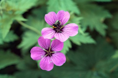 A close-up photo of a bee pollinating a vibrant purple flower with delicate petals. The bee is busy collecting nectar from the flower, highlighting the beauty and importance of pollination in nature clipart