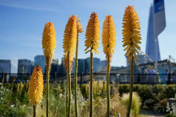 Kırmızı kızgın poker (Kniphofia) çiçekleri, meşale zambakları olarak da bilinir, kentsel çevre için doğal güzelliğin modern şehir siluetinin bir zeminine karşı canlı sarı renkte çiçek açarlar.