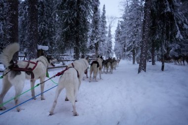 Team of sled dogs ready for an arctic adventure during polar night in Lapland, surrounded by a snowy forest. serene charm and excitement of winter activities in the wilderness clipart