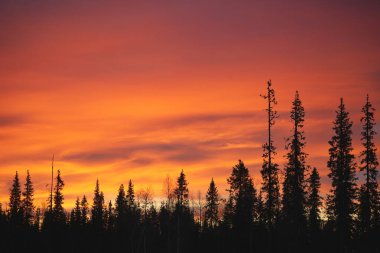 Laponya 'da yoğun kutup gecesi günbatımı dingin bir kış ormanının siluetinin üstündeki gökyüzünü aydınlatan canlı renklerle. Kutup manzaralarının güzelliklerini ve harikalarını yakalamak için ideal..