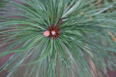 Çam iğneleri ve konilerinin detaylı makro görüntüsü, sakin bir ortamda doğanın karmaşık güzelliğini gözler önüne seriyor..