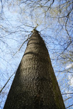 Uzun bir lale kavak ağacı gövdesinin (Liriodendron tulipifera) alçak açılı görüntüsü.