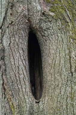 Makro görüntü, ağaç kabuğunun içindeki karanlık oyuğu ortaya çıkarıyor. Doğa detayı vahşi yaşam habitatı veya organik dokuların kavramlarını gösteren görsel bir tasvir.