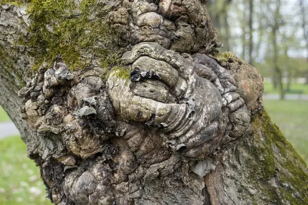Bagajdaki büyük buruşuk ağaç burgu dokusunun altını çiz. Doğal detay, doğanın dayanıklılığını ya da eşsiz organik kalıpları temsil eden görsel tasvirler.