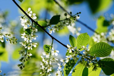 Kuş vişneli erik yaprağı dallarına yakın beyaz çiçek yarışları ve baharda yeşil yapraklarla çiçek açıyor. Mevsimsel yenilenmeyi gösteren doğa ayrıntıları