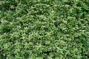 Euonymus Fortei Emerald Gaiety ya da benzer bir çalılıktan gelen yeşil ve krem yapraklarının dokulu arka planı. Bahçe işleri ya da doğa temaları için ideal