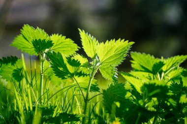 Urtica, bahar güneşinde yaprak dokusunu gösteren arka ışıklandırmalı ısırgan otu sokması. Yiyecek arama, doğal çözümler ya da yabani bitki araştırması kavramı