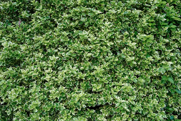 Euonymus Fortei Emerald Gaiety ya da benzer bir çalılıktan gelen yeşil ve krem yapraklarının dokulu arka planı. Bahçe işleri ya da doğa temaları için ideal