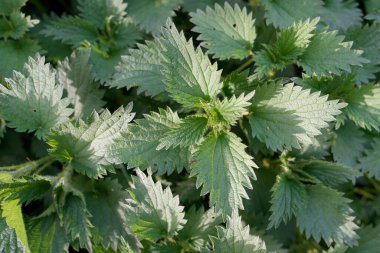 Karakteristik yaprak şekilli taze ısırgan otu yapraklarının detaylı makro görüntüsü. Urtica dioica 'nın yer aldığı doğa fotoğrafçılığı, şifalı ot veya ot olarak bilinir.