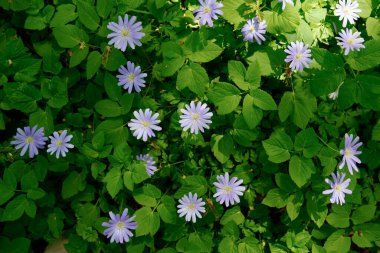 Açık mor taç yaprakları ve sarı merkezleri bulunan güzel Yunan rüzgâr çiçeği Anemone Blanda. Popüler bahar çiçekleri bitkisinin detaylı botanik makrosu
