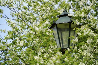 İlkbahar ağacının çiçek açan beyaz çiçekleriyle çevrili klasik sokak lambası direği muhtemelen Bird Cherry. Büyüleyici park detayları doğa ve kentsel unsurları birleştiriyor.