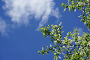 Çiçek açan kiraz ağacı Prunus padus dalları beyaz çiçek yarışları ve mavi gökyüzüne karşı yeşil yapraklar. Taze bahar doğa arka planı.