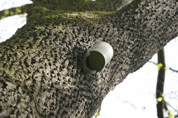 Modern silindirik yarasa tüneğini ya da olgun ağaç kabuğuna monte edilmiş vahşi yaşam kutusunu kapatın. Park veya ormanda yapay yaşam alanı oluşturma yoluyla biyolojik çeşitliliği desteklemek