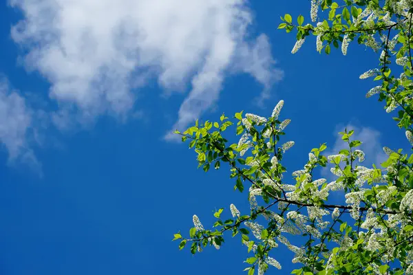 Çiçek açan kiraz ağacı Prunus padus dalları beyaz çiçek yarışları ve mavi gökyüzüne karşı yeşil yapraklar. Taze bahar doğa arka planı.