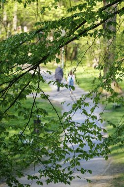 İlkbahar şehir parkı manzarası, patika ve uzak figürlerin doğal bir çerçeve ve desenle ön planda taze yeşil yapraklı dallar oluşturarak derinlik yaratması.