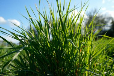 Bereketli yeşil çim perdelerini kapatın. Güneş ışığıyla aydınlanan parlak çim perdeleri bulanık bir arkaplanda. İlkbaharda doğanın canlılığını ve canlılığını yakalar.