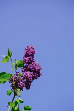 Güzel mor leylak çiçeği, Syringa vulgaris bahar mevsiminde parlak mavi gökyüzü arka planına karşı çiçek açıyor. Doğanın güzelliğini ve mevsimsel bitki gelişimini kutluyoruz.