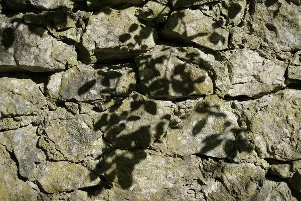 Bahar yapraklarının benekli gölgeleri eski bir taş duvarın dokulu yüzeyine düşer. Doğal ışık, yaprak şekilleri ve taş dokusu arasındaki kontrastı vurgulayan desenler yaratır.